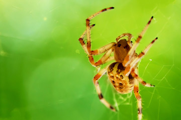 spider close up web green background