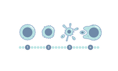 The many stages of Apoptosis - Programmed Cell Death