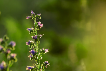the grass glows at sunset in the rays of the sun