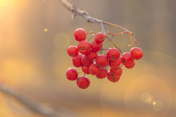 mountain ash on a branch close up