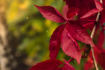 the red leaves of grapes close up