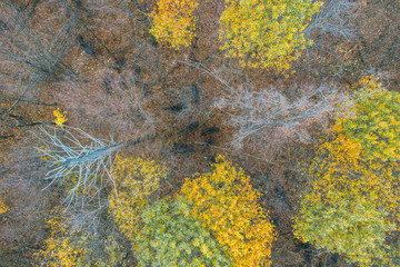 Bison are hiding in the autumn forest. Aerial view