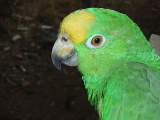 Yellow Crowned Amazon Parrot Closeup