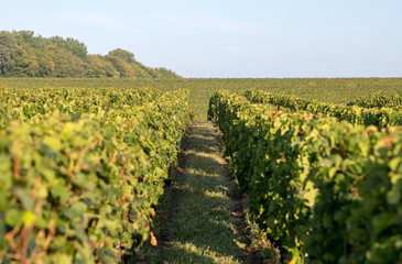 Obraz premium Ripe red Merlot grapes on rows of vines in a vienyard before the wine harvest in Saint Emilion region. France