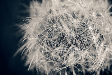 dandelion on black background