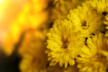 many yellow flower round many petals closeup