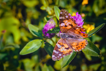 Beautiful Aglais urticae butterfly in sunlight in herb garden.
