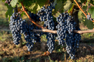Fototapeta premium Close up of red merlot grapes in vineyard. St Emilion, Gironde, Aquitaine. France