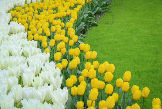 Flores de tulipan en jardin