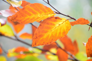 Obraz premium Goldener Oktober