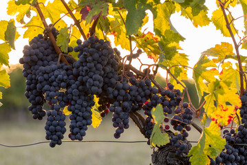Ripe Merlot grapes lit by warm late sunshine in Montagne vineyard near Saint Emilion, Gironde,...