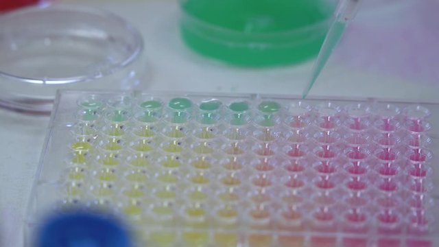 A pipette loads biological samples into a microplate for laboratory testing. Testing of various strains of disease. Close-up view. 4k footage.