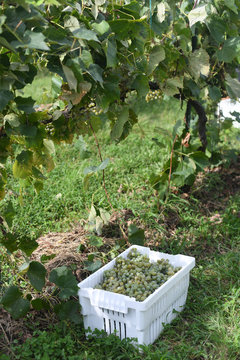 Green grape harvest