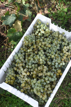 Green grape harvest