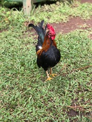cock on grass
