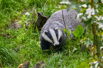 Hungry badger is waiting for the feeding.