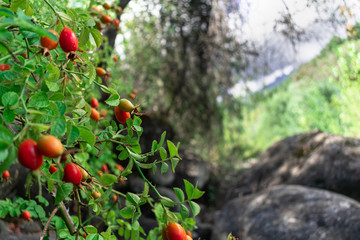 Rosehip in a natural environment in patagonia.