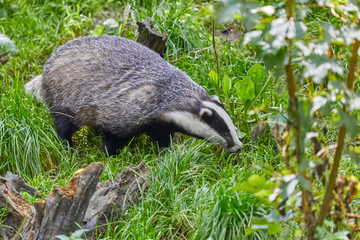 Obraz premium Hungry badger is waiting for the feeding.