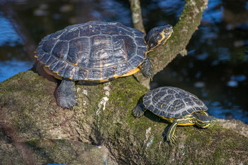 Tortoises 11