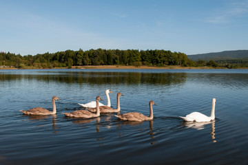 white swans family on a sunny day on the lake against a background of blue sky
