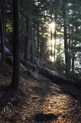 Obraz premium Sunlit Wooded Path