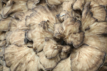 Grifola frondosa, known as maitake, hen-of-the-woods and ram's head  wild edible fungus with medicinal properties