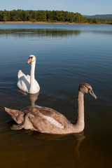 white swans family on a sunny day on the lake against a background of blue sky