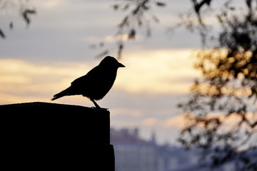 black silhouette of a Raven on the background of sunset in the c