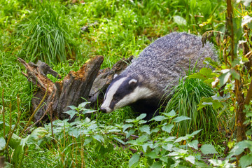 Hungry badger is waiting for the feeding.