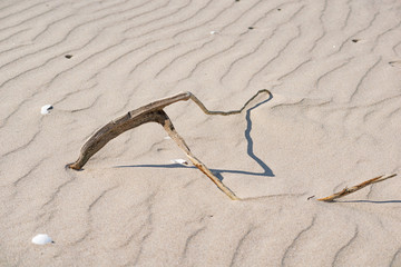 Fototapeta na wymiar Wooden branch on sea shore sand