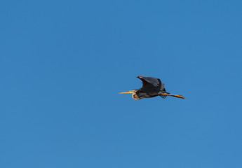 Purpurreiher im FLug