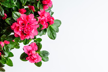 Close up of pink azalea or Rhododendron plant with flowers in full bloom isolated on a white table, top view or flat lay with space for text, for Valentine's Day or Mother's Day
