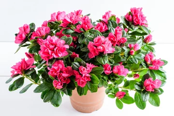 Foto op Plexiglas Azalea Close up van roze azalea of Rhododendron plant met bloemen in volle bloei in een bruine pot geïsoleerd op een witte tafel, zijaanzicht met ruimte voor tekst, voor Valentijnsdag of Moederdag