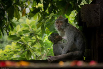 Feeding Monkey