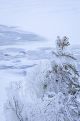 Frozen small tree at lake shore