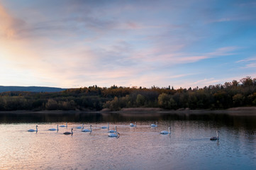 white swans at sunset and saturated sky