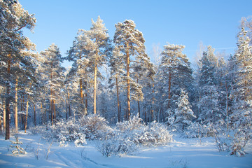 winter in  forest