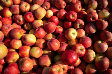 Pile of honey crisp apples in a fresh fruit background