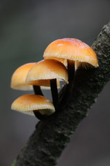 Flammulina velutipes, known as enokitake, futu, seafood mushroom, winter mushroom, winter fungus, velvet foot, velvet stem, velvet shank, growing wild in Finland