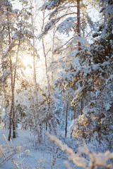 winter in  forest