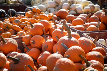 Pallet of orange pumpkins 