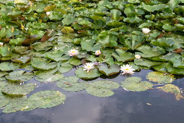 Flowering water lilies are floating on the water surface of a pond
