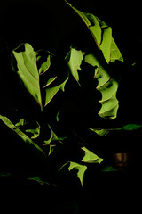 fiddle leaf fig in shadows 