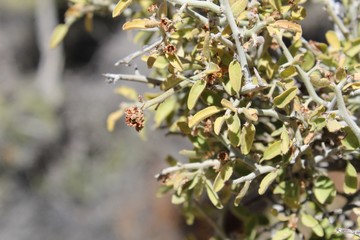 Greythorn is the common name for this Colorado Desert native Shrub growing in Joshua Tree National Park near Cottonwood Spring, and is botanically recognized as Ziziphus Obtusifolia.