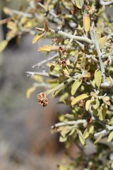 Greythorn is the common name for this Colorado Desert native Shrub growing in Joshua Tree National Park near Cottonwood Spring, and is botanically recognized as Ziziphus Obtusifolia.