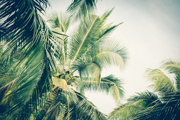 Coconut palm tree foliage under sky. Vintage background. Retro toned poster. - 302508551