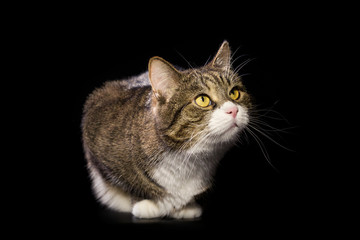 Grey cat  on black background