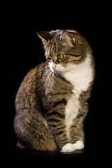 Grey cat  on black background