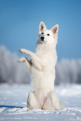white shepherd dog begging outdoors in winter