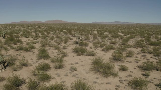Aerial footage from a drone circle a Joshua Tree in a flat arid desert landscape in Arizona